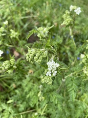 Anthriscus sylvestris