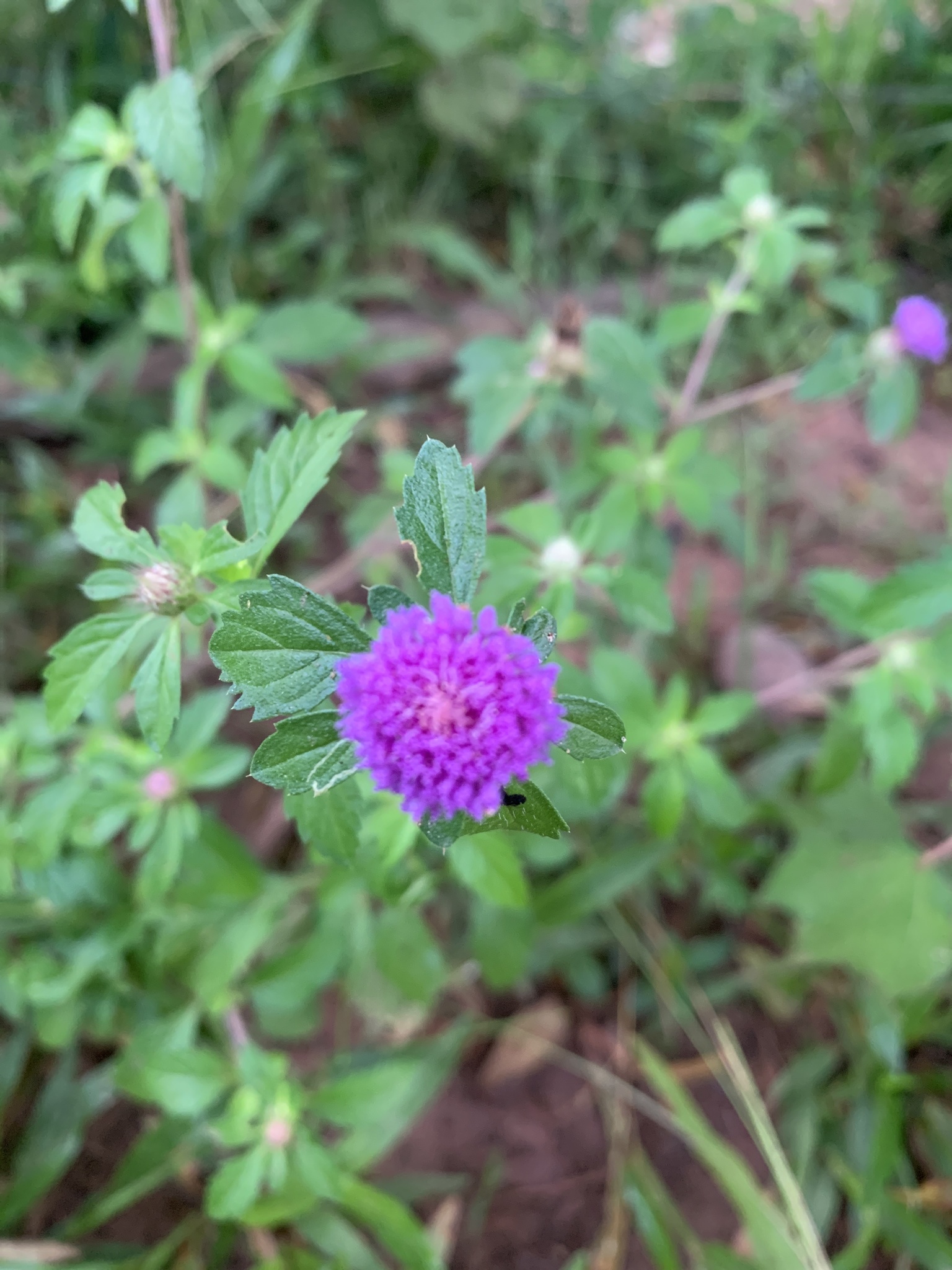 Centratherum punctatum