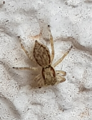 Menemerus bivittatus