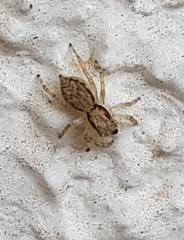 Menemerus bivittatus