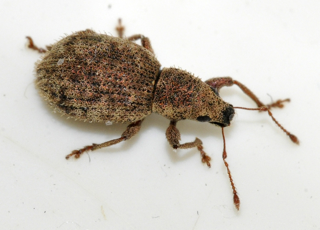 Strawberry Root Weevil