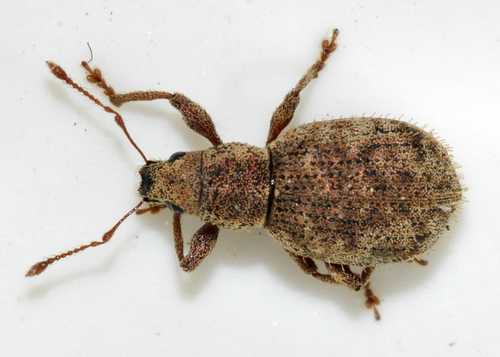 Strawberry Root Weevil photo 3