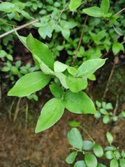 Rhododendron mariesii