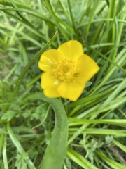 Ranunculus