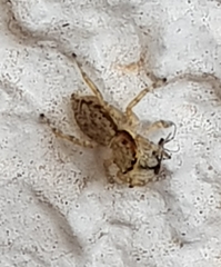 Menemerus bivittatus