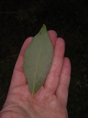Diospyros virginiana image