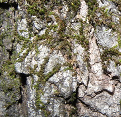 Drummondia prorepens