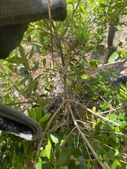 Myrcianthes fragrans