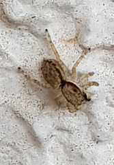 Menemerus bivittatus