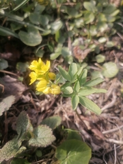 Gymnospermium altaicum