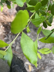 Myrcianthes fragrans