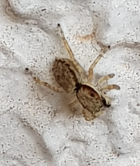 Menemerus bivittatus