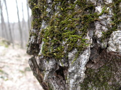 Drummondia prorepens