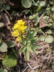 Gymnospermium altaicum