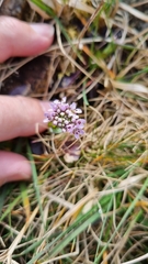 Noccaea caerulescens