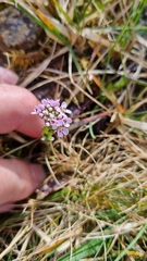 Noccaea caerulescens