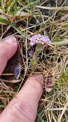 Noccaea caerulescens