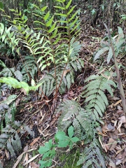 Woodwardia japonica