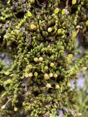 Drummondia prorepens