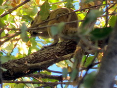 Funisciurus congicus