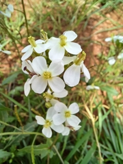 Diplotaxis erucoides