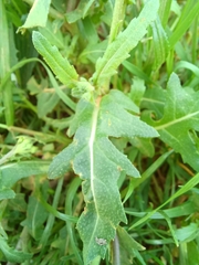 Diplotaxis erucoides