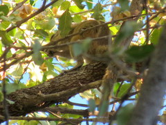 Funisciurus congicus