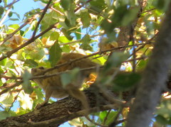 Funisciurus congicus