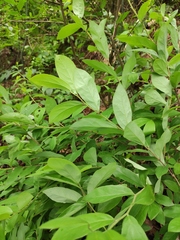 Lindera glauca
