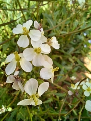 Diplotaxis erucoides