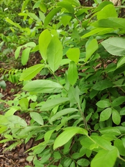 Lindera glauca