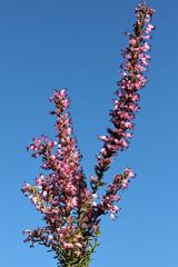 Erica nudiflora