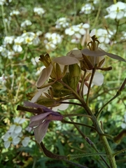 Diplotaxis erucoides