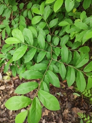Lindera glauca
