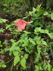 Rhododendron mariesii