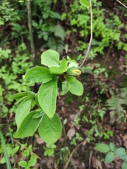 Rhododendron mariesii