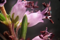 Erica nudiflora