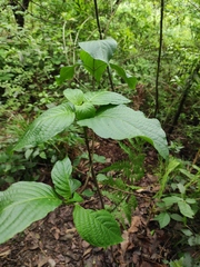 Mussaenda shikokiana