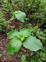 Mussaenda shikokiana