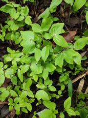 Rhododendron mariesii