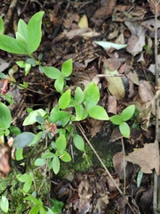 Rhododendron mariesii
