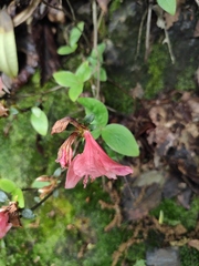 Rhododendron mariesii