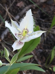 Calochortus lyallii
