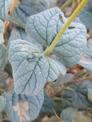 Bahiopsis reticulata