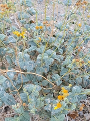 Bahiopsis reticulata