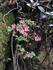Rhododendron mariesii