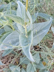 Bahiopsis reticulata