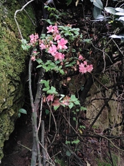Rhododendron mariesii