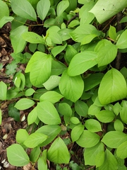 Lindera reflexa