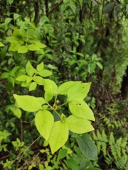 Rhododendron mariesii